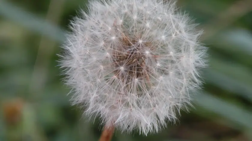 Anxiety, is it contagious?