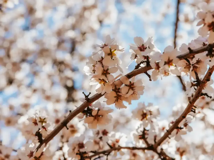 Mindfulness-Based Therapies