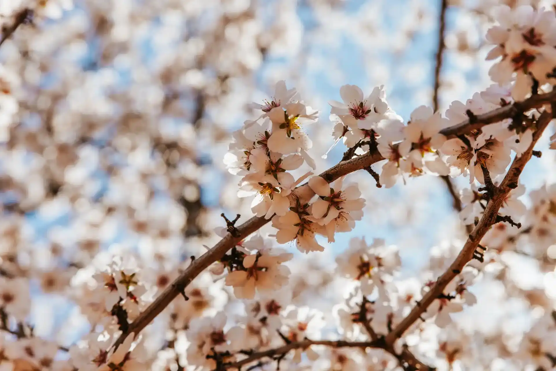 Mindfulness-Based Therapies | Cultivating Presence & Acceptance