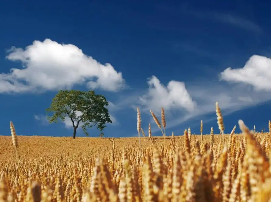 Positive Psychology Therapy